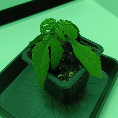Auto Orange Bud growlog timeline photo