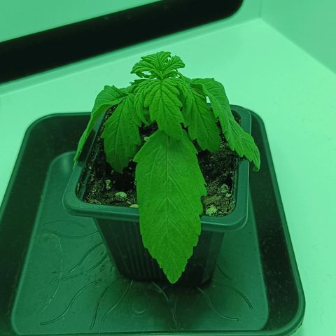 Auto Orange Bud growlog timeline photo