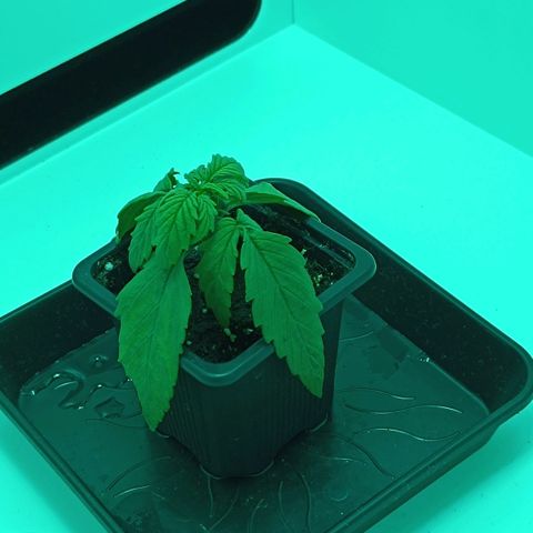 Auto Orange Bud growlog timeline photo