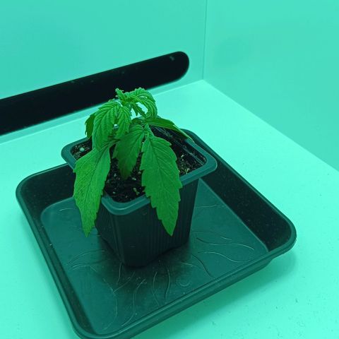 Auto Orange Bud growlog timeline photo