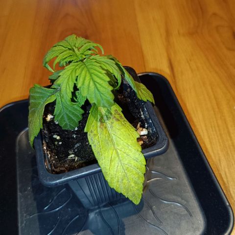 Auto Orange Bud growlog timeline photo