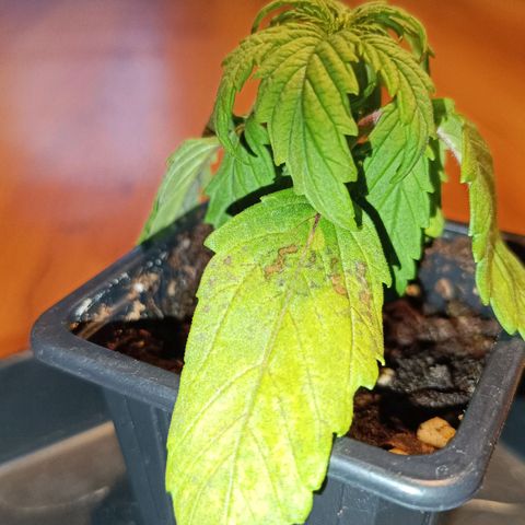 Auto Orange Bud growlog timeline photo