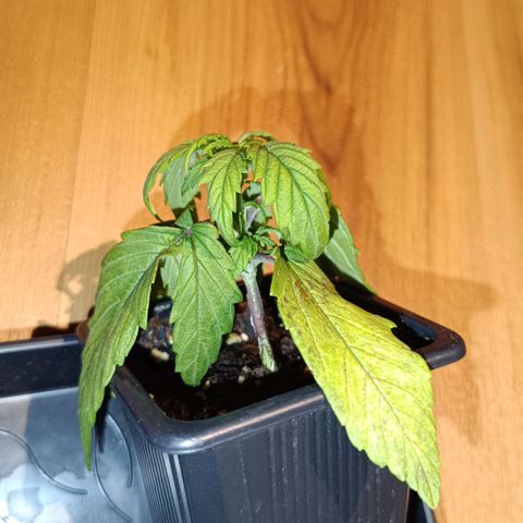 Auto Orange Bud growlog timeline photo