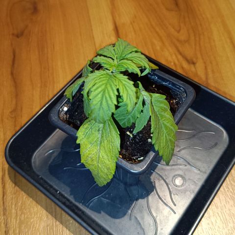 Auto Orange Bud growlog timeline photo