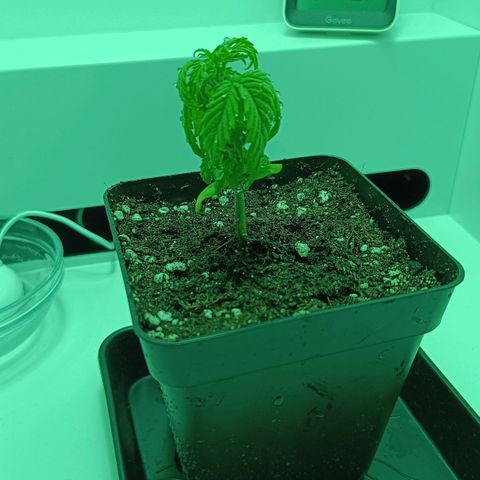 Auto Orange Bud growlog timeline photo
