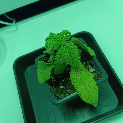 Auto Orange Bud growlog timeline photo