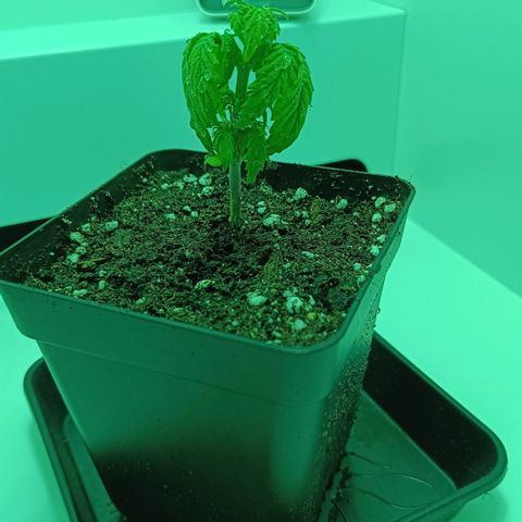 Auto Orange Bud growlog timeline photo