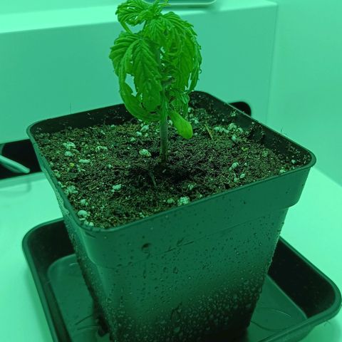 Auto Orange Bud growlog timeline photo
