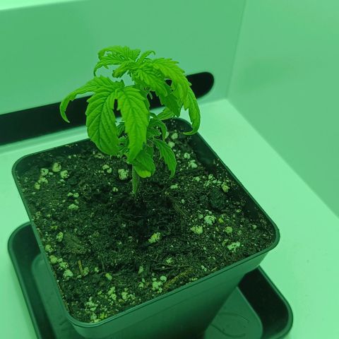 Auto Orange Bud growlog timeline photo