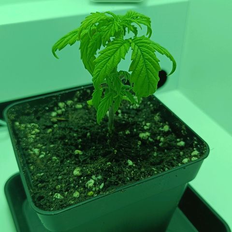 Auto Orange Bud growlog timeline photo