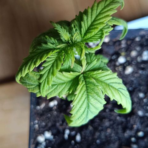 Auto Orange Bud growlog timeline photo