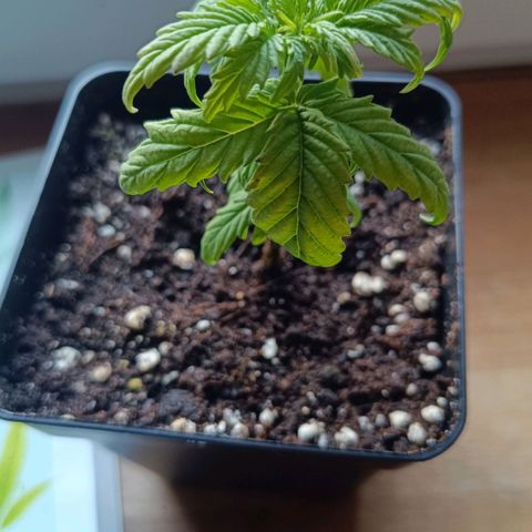Auto Orange Bud growlog timeline photo