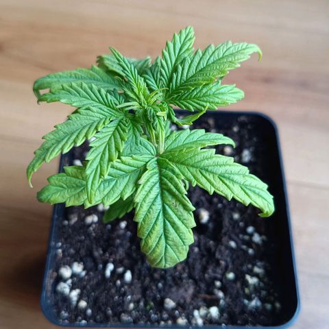 Auto Orange Bud growlog timeline photo