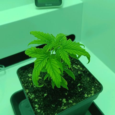 Auto Orange Bud growlog timeline photo