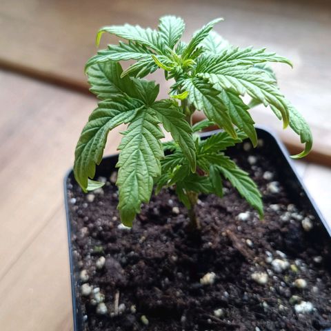 Auto Orange Bud growlog timeline photo