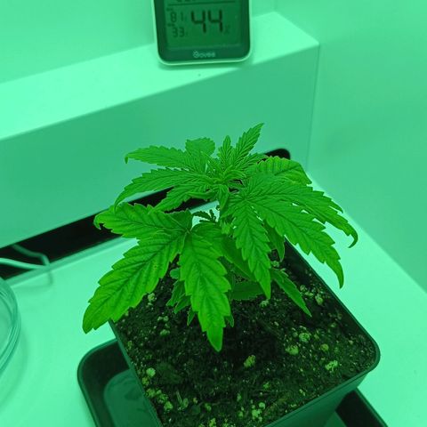 Auto Orange Bud growlog timeline photo