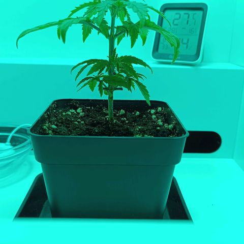 Auto Orange Bud growlog timeline photo