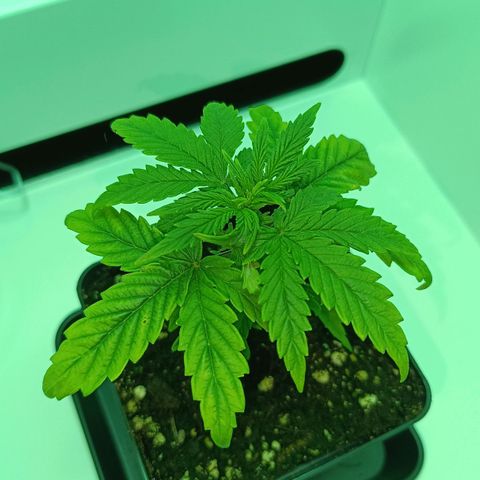 Auto Orange Bud growlog timeline photo