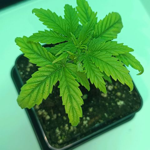 Auto Orange Bud growlog timeline photo