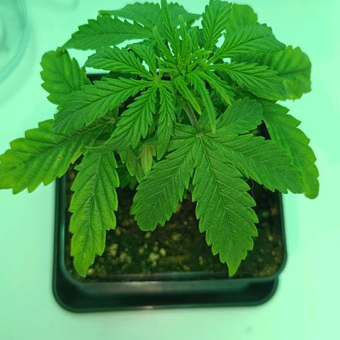 Auto Orange Bud growlog timeline photo