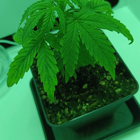 Auto Orange Bud growlog timeline photo