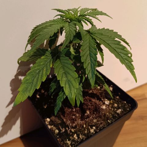 Auto Orange Bud growlog timeline photo