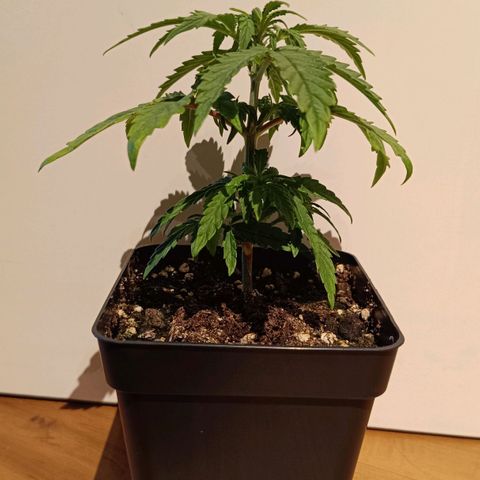 Auto Orange Bud growlog timeline photo