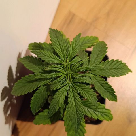 Auto Orange Bud growlog timeline photo