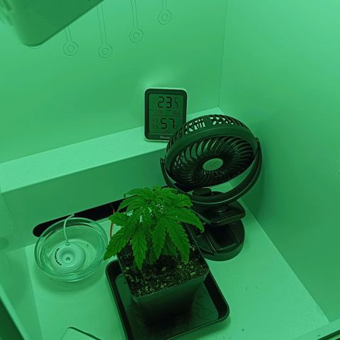 Auto Orange Bud growlog timeline photo