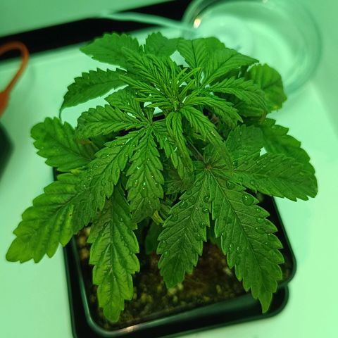 Auto Orange Bud growlog timeline photo