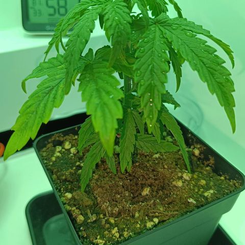 Auto Orange Bud growlog timeline photo