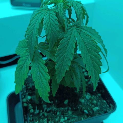 Auto Orange Bud growlog timeline photo