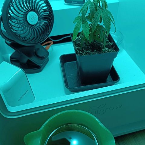 Auto Orange Bud growlog timeline photo