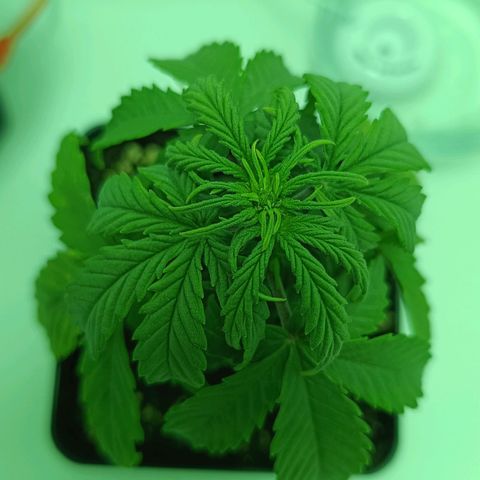 Auto Orange Bud growlog timeline photo