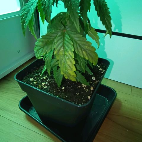 Auto Orange Bud growlog timeline photo