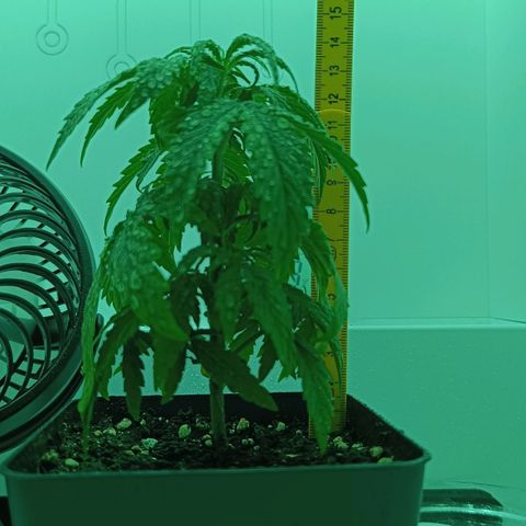 Auto Orange Bud growlog timeline photo
