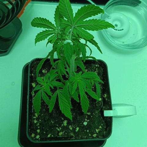 Auto Orange Bud growlog timeline photo