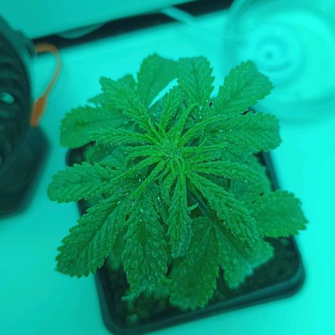 Auto Orange Bud growlog timeline photo