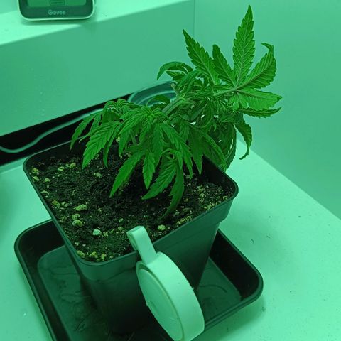 Auto Orange Bud growlog timeline photo