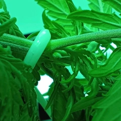 Auto Orange Bud growlog timeline photo