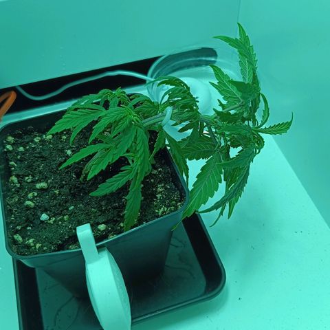 Auto Orange Bud growlog timeline photo