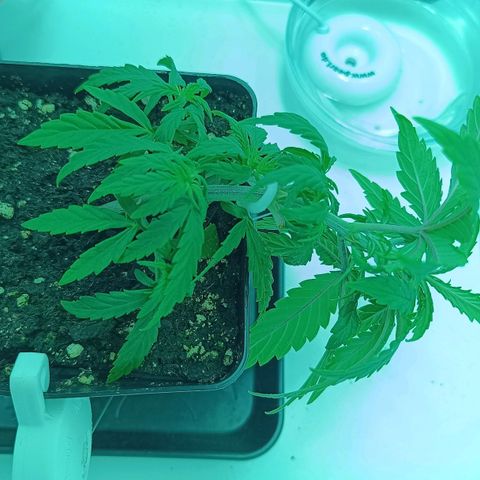 Auto Orange Bud growlog timeline photo