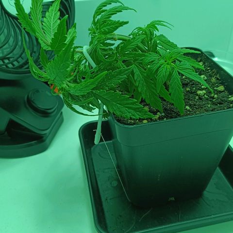 Auto Orange Bud growlog timeline photo