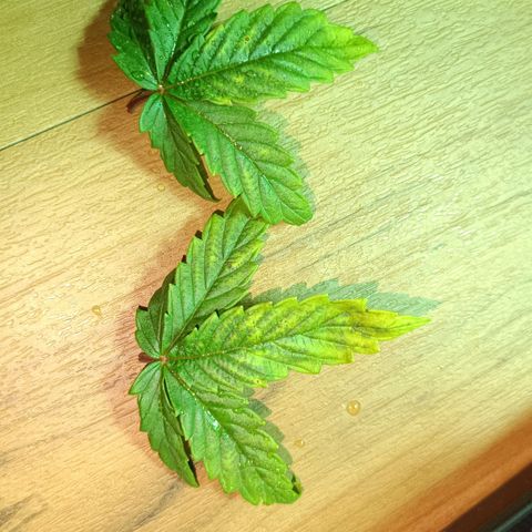 Auto Orange Bud growlog timeline photo