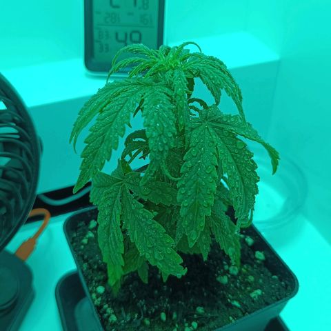 Auto Orange Bud growlog timeline photo