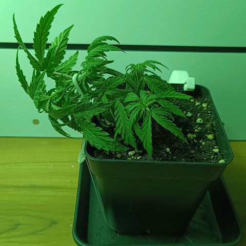 Auto Orange Bud growlog timeline photo