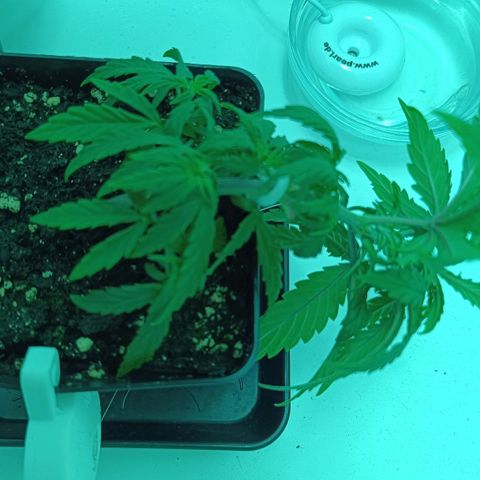 Auto Orange Bud growlog timeline photo