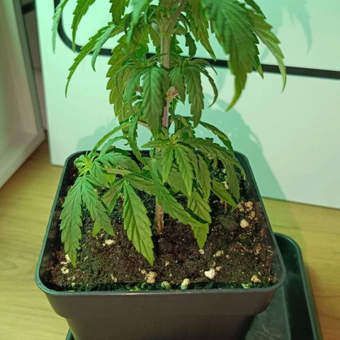 Auto Orange Bud growlog timeline photo