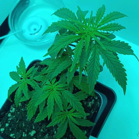 Auto Orange Bud growlog timeline photo