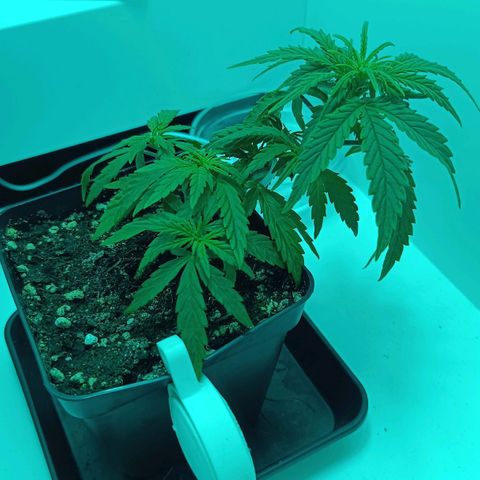 Auto Orange Bud growlog timeline photo